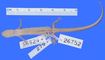 Media type: image; Herpetology A-26752